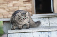 Un chat tigré en haut des escaliers