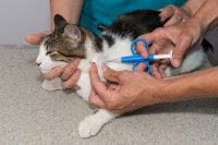 Un vétérinaire injecte une puce d'identification sur un chat