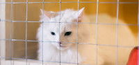 Un chat blanc dans sa cage