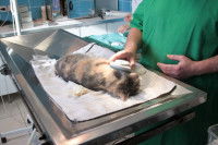 Vétérinaire auscultant un chat sur sa table d'opération