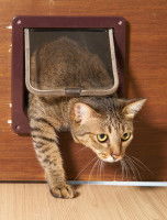 Un chat tigré sortant pas sa chatière