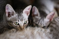 Deux chats en train de téter leur mère