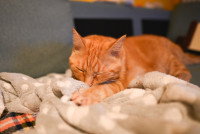 Un chat roux en train de téter un plaid