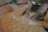 Un chat gris en train de téter un chat roux
