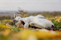 Un chat en train de lécher sa queue