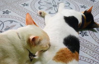 Un chat blanc tète un chat tricolore