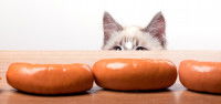 Chat se préparant à voler des saucisses