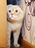 Un chat gris clair caché dans un recoin