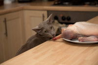 Un chat gris léchant un morceau de viande sur la table