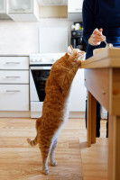 Un chat roux intéressé par la nourriture de son maitre
