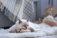 Un chat au pelage clair couché sur un tapis en fourrure