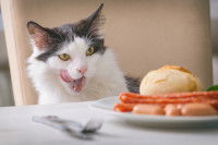 Un chat qui se lèche les babines en regardant le plat à table