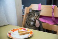 Un chat tigré mange à table