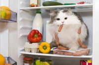 Un chat gris et blanc dans le frigo entouré de saucisses