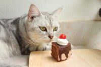Un chat tigré reniflant une part de gâteau