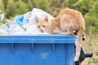 Un chat roux et blanc dans une grosse poubelle
