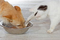 Un chat met sa patte dans le bol d'eau du chien