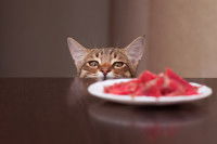 Un chat tigré s'apprête à saisir un morceau de viande sur la table