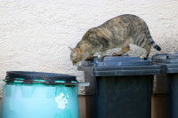 Un chat tigré sur des poubelles