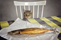 Un chat prêt à bondir sur un poisson fraichement pêcher