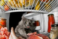 Un chat gris en train de voler de la viande crue dans le frigo