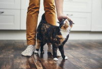 Un maîttre félicite son chat par une caresse