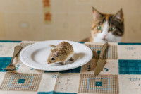 Un chat repère une souris assise dans une assiette sur une table