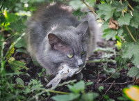Un chat qui tient un oiseau mort dans sa gueule se cache dans un buisson