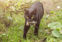 Un chat noir aux yeux jaunes tient un oiseau mort dans sa gueule