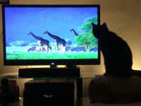 Un chat assis devant la télévision