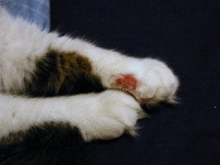 Une patte de chat blessée