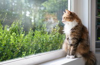 Un chat triste devant une fenêtre