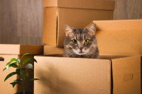 Un chat dans un carton