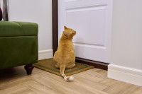 Un chat roux assis attend devant la porte d'entrée