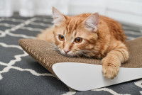 Un chat stressé est allongé sur un griffoir