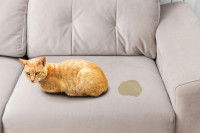 Un chat a fait pipi sur le canapé