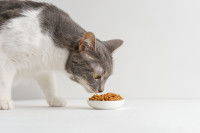 Un chat renifle une gamelle de croquettes
