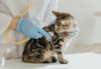 Un vétérinaire ausculte un chat