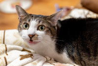 Un chat stressé miaule sur le canapé