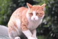 Un chat roux stressé dans un jardin
