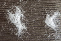 Des touffes de poils de chat sur une couverture