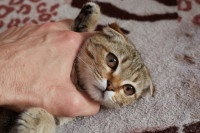 Un homme frappe et maltraite son chat