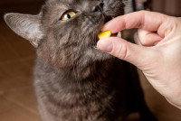 Une femme donne un comprimé à un chat gris