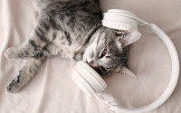 Un chaton avec un casque à musique