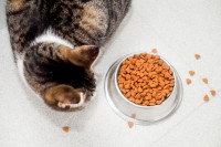 Un chat tigré assis à côté d'une gamelle de croquettes
