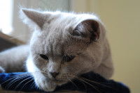 Les troubles du comportement du chat pouvant être causés par le décès de son maître