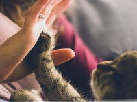 Un chat tigré posant sa patte sur la paume de sa maitresse