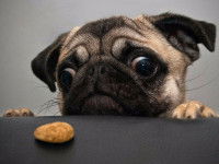 Un Carlin s'apprête à s'emparer d'un biscuit sur la table