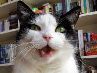 Un chat noir et blanc faisant une drôle de tête