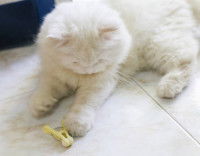 Un chaton blanc joue avec une pince à linge